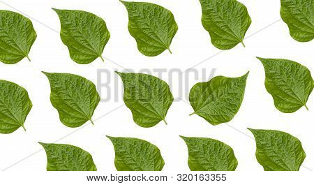 Pattern Chaplo Leaves With Isolated On White Background
