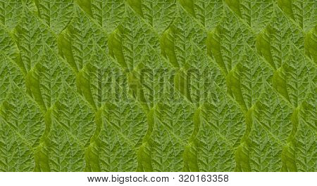 Pattern Chaplo Leaves Green Background. Green Background Pattern