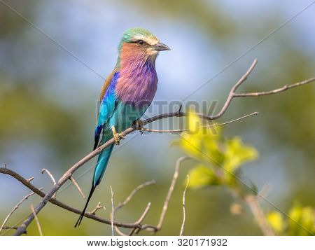 Lilac Breasted Roller (coracias Caudatus) Perched On Branch In Bush On African Savannah