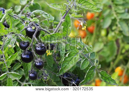 Black Tomatoes On A Branch In The Garden. Indigo Rose Tomato .