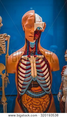 Human Internal Organs Dummy, Training Dummy, Detail Of The Face
