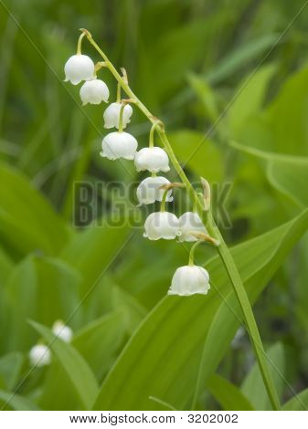 Lily Valley