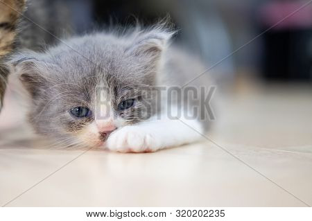 Cute Kitten (half Persian) With Gray And White Fur Is Asleep On The Floor