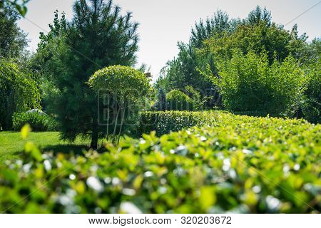 Shrub Tree, Geometric Shape, Garden Decoration, A Grass Bush Row With Modern Style, Green Hedge In H