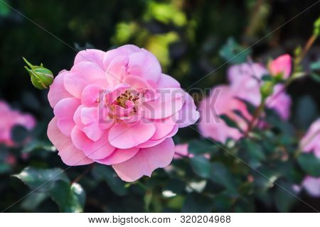 Beautiful Pink Roses Bonica In The Garden. Perfect For Background Of Greeting Cards For Birthday, Va