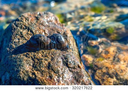 Two Great Pond Snails (lymnaea Stagnalis) On The Wet Stone On A Summer Afternoon.