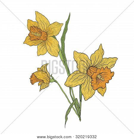 Blooming Iris And Narcissus Flowers. Branch With Unopened Buds And Leaves. Vector Illustration Hand-