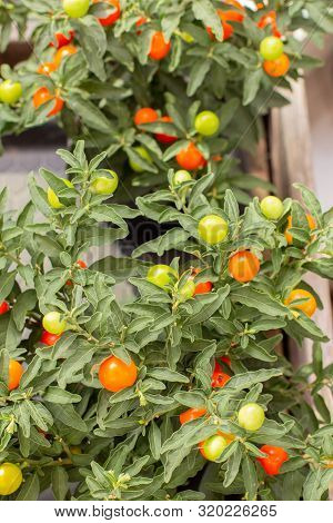 Solanum Berries On A Bush Solanum Pseudocapsicum, Vertical Potted Ornamental Plant