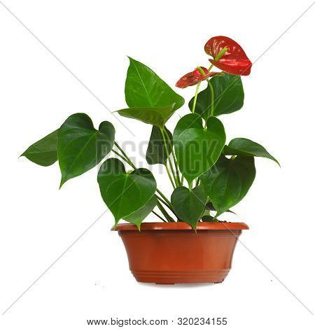 Anthurium, Tailflower, Flamingo Flower Or Laceleaf Isolated On White Background