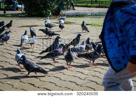 Pigeons And Children On Street. A Child In A Blue Coat With His Back Facing Towards The Pigeons