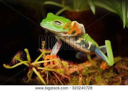 Red Eye Frog Desire To Touch Carnivorous Plant