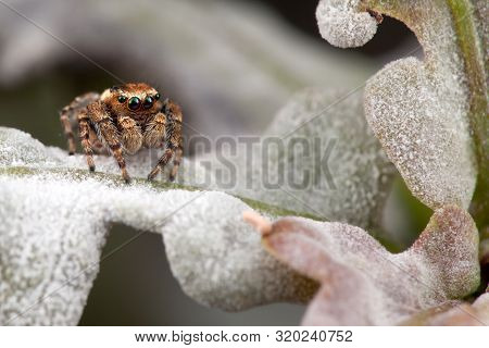 Jumping Spider On The White Oak Leaf