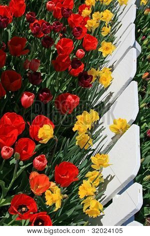 Red and Yellow Tulips with Fence