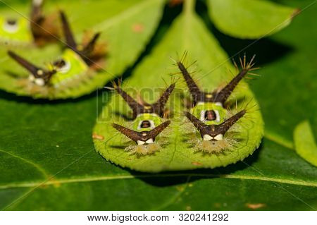 A Close Up Of A Saddleback Caterpillar (acharia Stimulea)