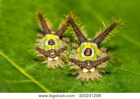 A Close Up Of A Saddleback Caterpillar (acharia Stimulea)