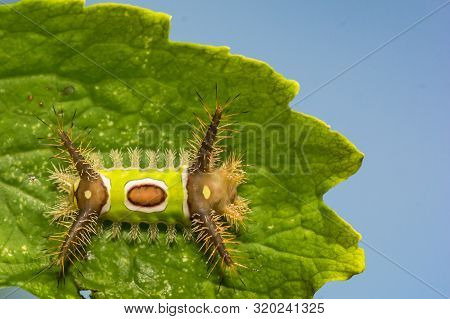 A Close Up Of A Saddleback Caterpillar (acharia Stimulea)