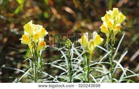 Close-up Of Blooming Yellow Toadflax Plants, Natural Background