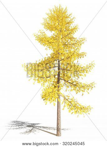 European Larch In Autumn. Larix Decidua Or European Larch In Autumn On A White Background. Isolated.