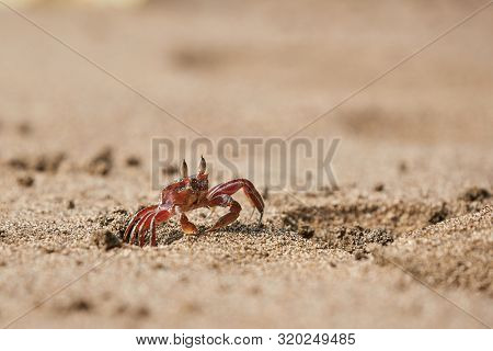 Ghost crab crawling in the sand coming out from a hole in Nuqui, Colombia