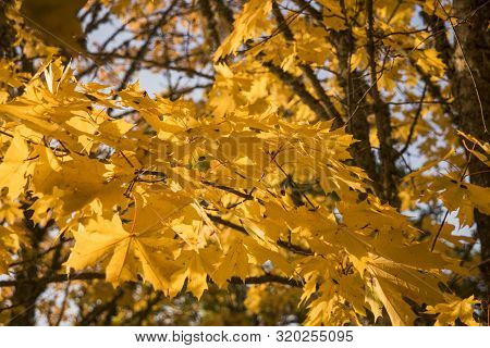 Autumn Yellow Leaves In Nature Abstraction. Abstract Photo