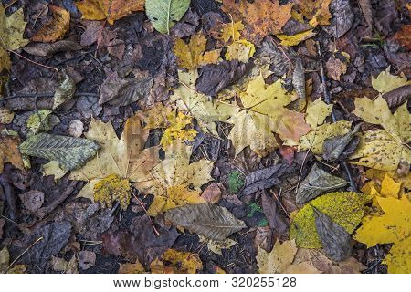 Autumn Yellow Leaves In Nature Abstraction. Abstract Photo