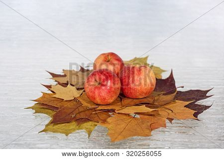 Autumn Yellow Leaves In Nature Abstraction. Abstract Photo