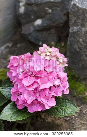 Pink Hydrangea Macrophylla (bigleaf Hydrangea) Inflorescence Closeup In Summer Garden