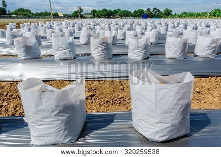 Row Fo Coconut Coir In Nursery White Bag For Farm With Fertigation , Irrigation System To Be Used Fo