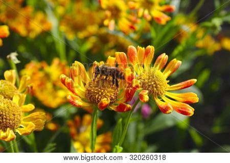 Bee On A Beautiful Coneflower In The Garden