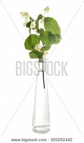 Philadelphus Flower In Front Of White Background