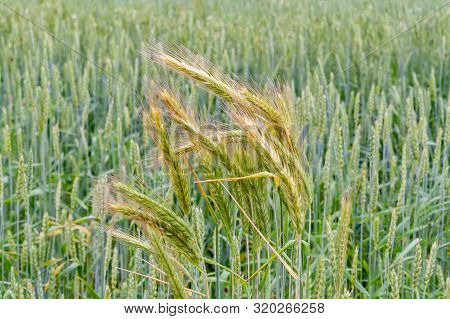 Young Rye Ears On A Background Of Green Wheat Field. Gramineae.