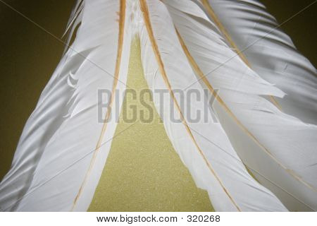 Feather_059