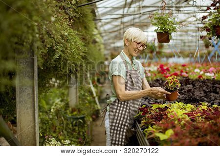 View At Good Looking Senior Woman Working With Spring Flowers In Greengarden