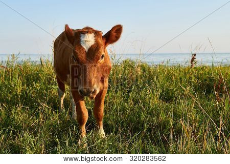 Red Cow Grazes In A Meadow Near The Sea