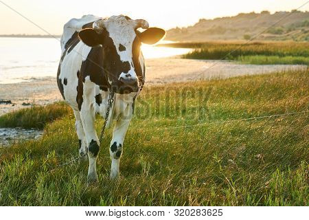 Spotted Cow Grazes In A Meadow Near The Sea