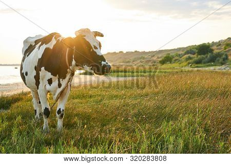 Spotted Cow Grazes In A Meadow Near The Sea