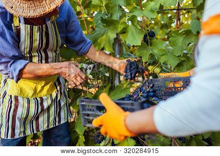 Couple Of Farmers Gather Crop Of Grapes On Ecological Farm. Happy Senior Man And Woman Putting Grape