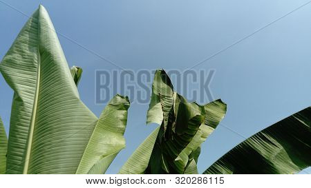 Green Leaves Of A Banana Tree Against A Blue Sky