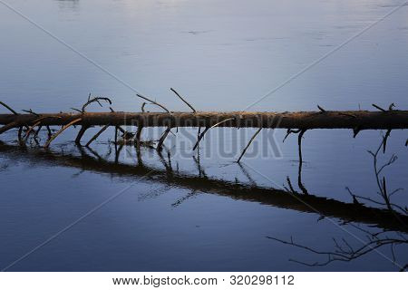 Dead Trees In The Water Close Up