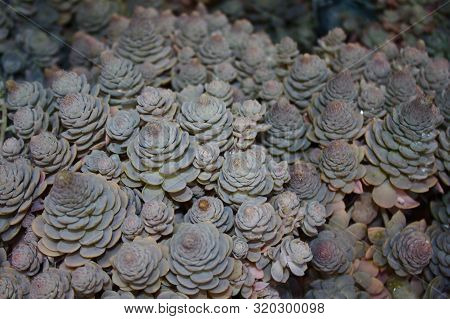 Beautiful Succulents In The Garden In The Summer