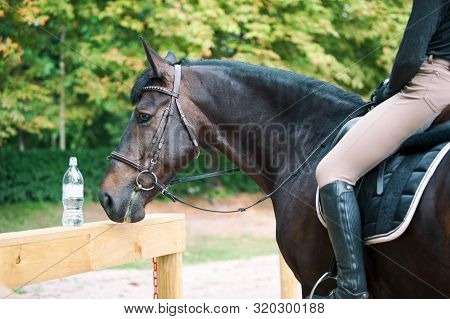 Portrait Of Chestnut Horse Looking At Bottle With Drink Water After Sports Training. Outdoors Summer
