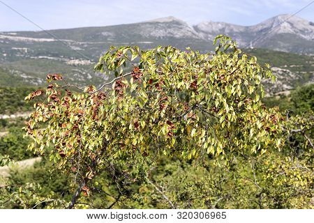 A Useful, Unusual Plant (paliurus Spina-christi) Grows In Its Natural Habitat On A Sunny Day (greece