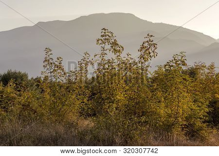 A Thickets Useful, Unusual Plant (paliurus Spina-christi) Grows In Its Natural Habitat On A Sunny Da