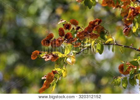 A Useful, Unusual Plant (paliurus Spina-christi) Grows In Its Natural Habitat On A Sunny Day (greece