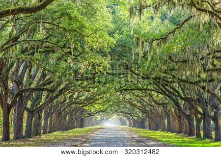 Savannah, Georgia, USA oak tree lined road at historic Wormsloe Plantation.