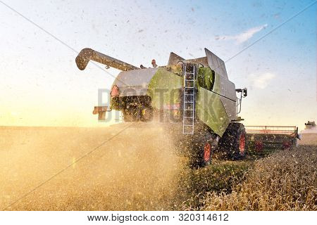 Combine Harvester Harvests Ripe Wheat. Agriculture Image