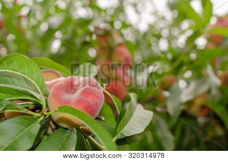 Close-up Of A Branch With Saturn Peaches And Green Leaves.