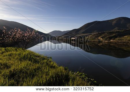 Scenic View Of The Douro River With Terraced Vineyards Near The Village Of Foz Coa, In Portugal; Con