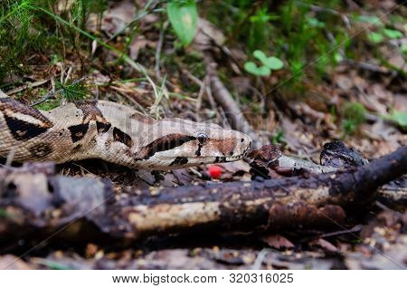 Boa Constrictor Imperator Normal Is Creeping. The Snake Is Coiling. Exotic Animals In A Habitat. The