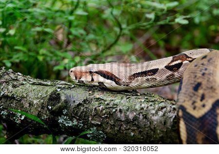 Boa Constrictor Imperator Normal Is Creeping. The Snake Is Coiling. Exotic Animals In A Habitat. The